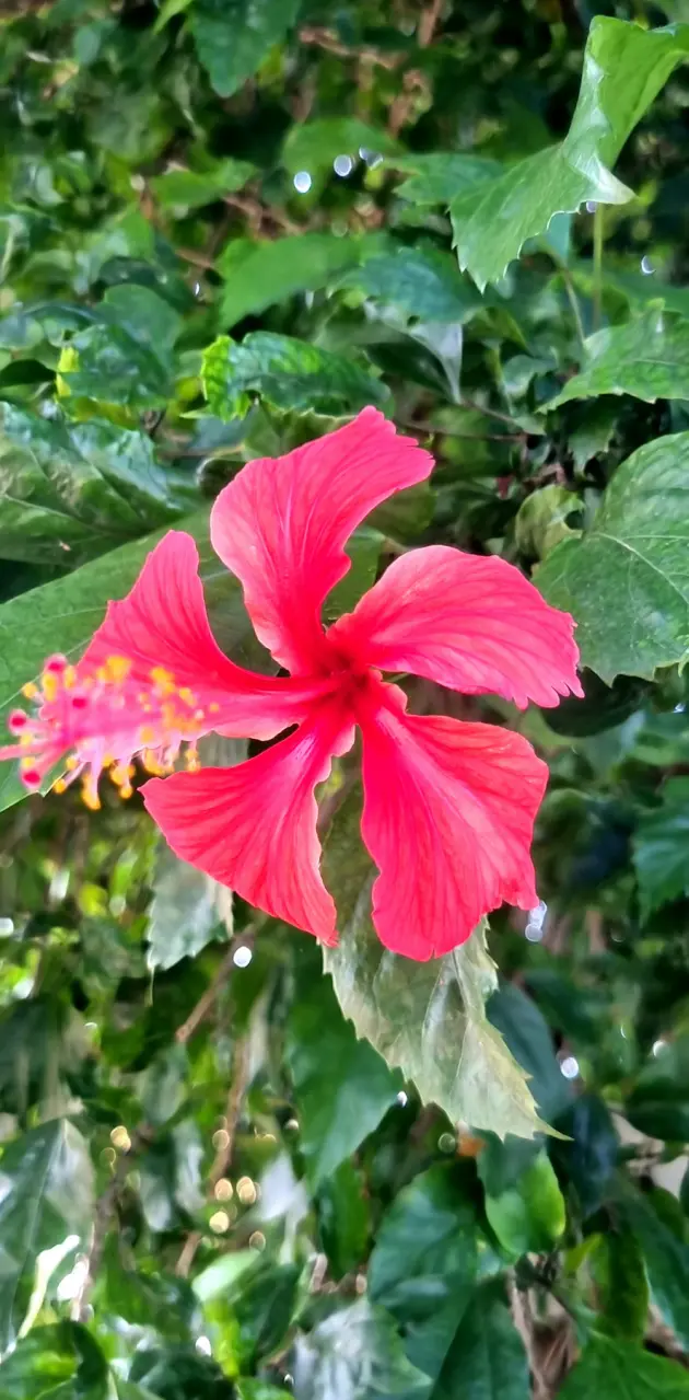 Flower red color 