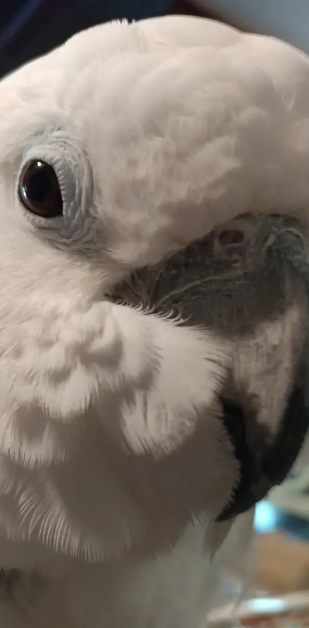 Cockatoo Closeup