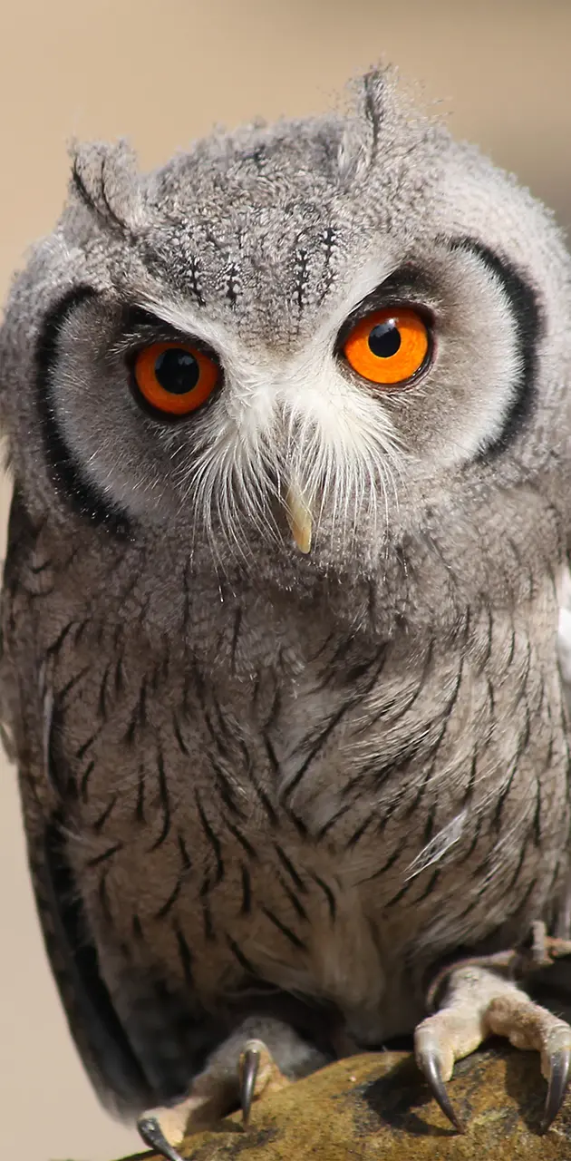Owl