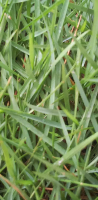 Grass Wallppaper
