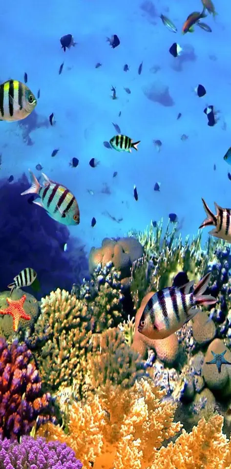 Fish underwater