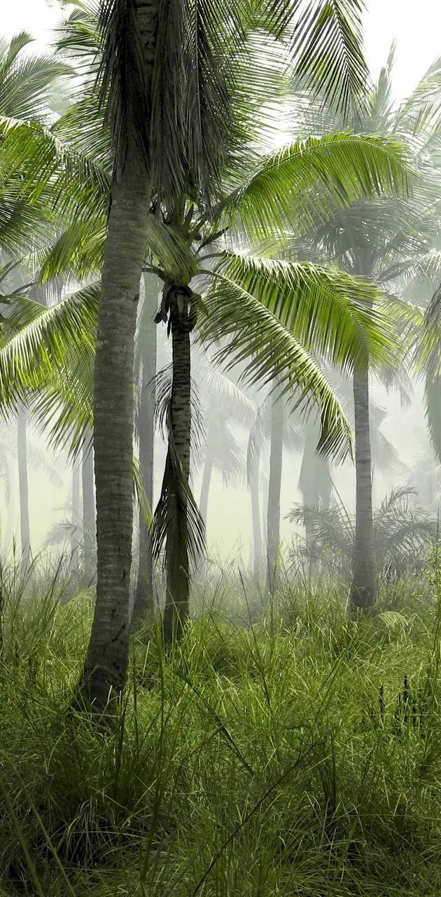 Foggy Palm Forest