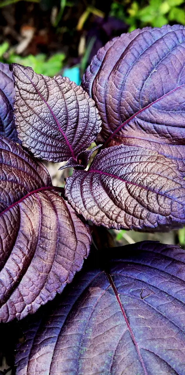 Purple leaf