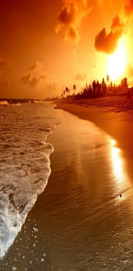Sunrise Palm Sea