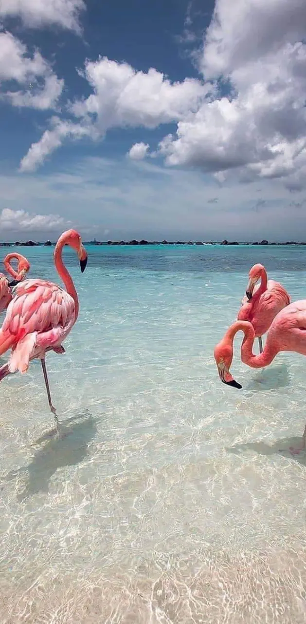 Flamingo beach Aruba 