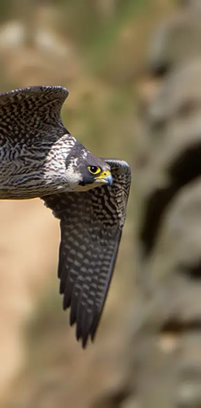 Peregrine Falcon Fly