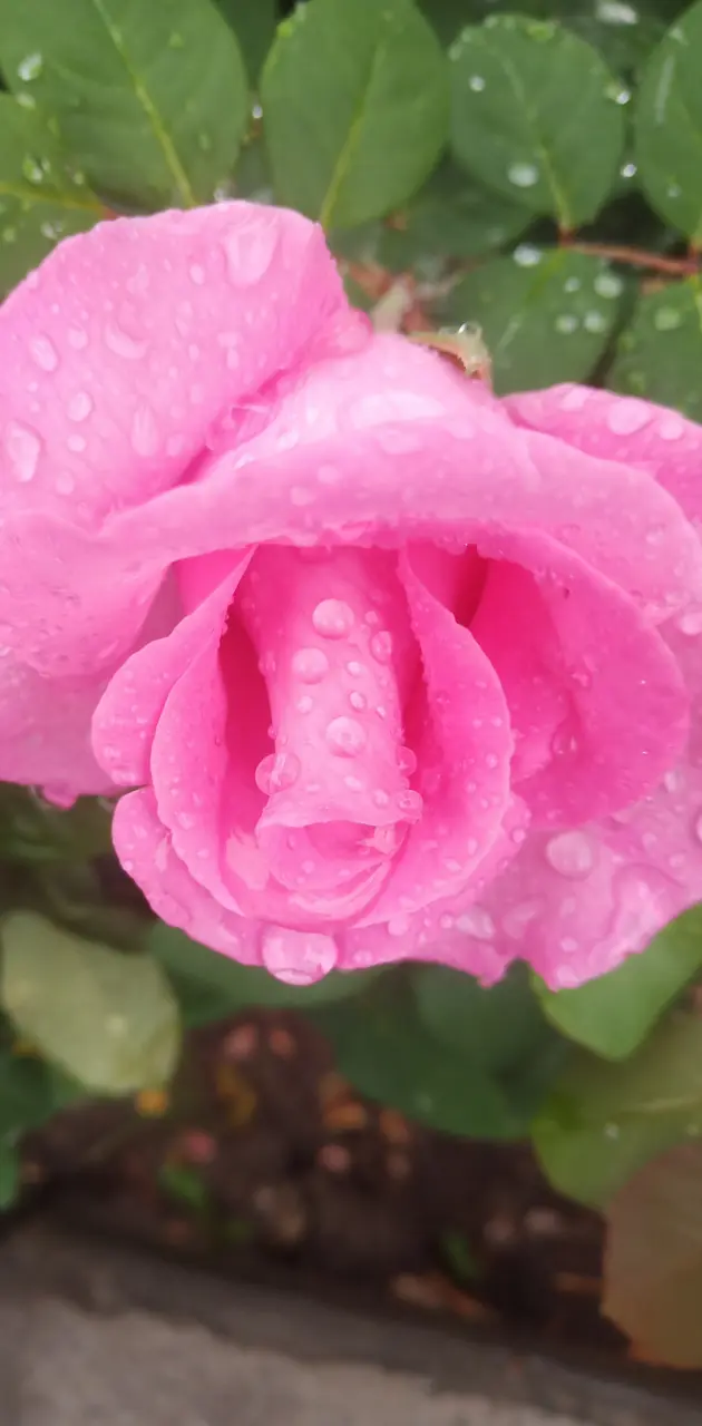Drops on rose 