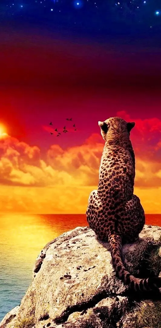 leopard waiting
