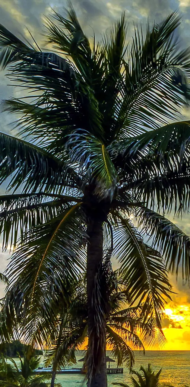 Maldives Palm Trees