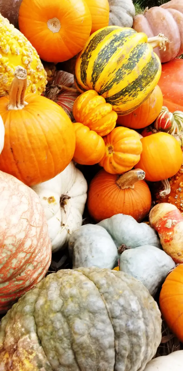 A buncha pumpkins