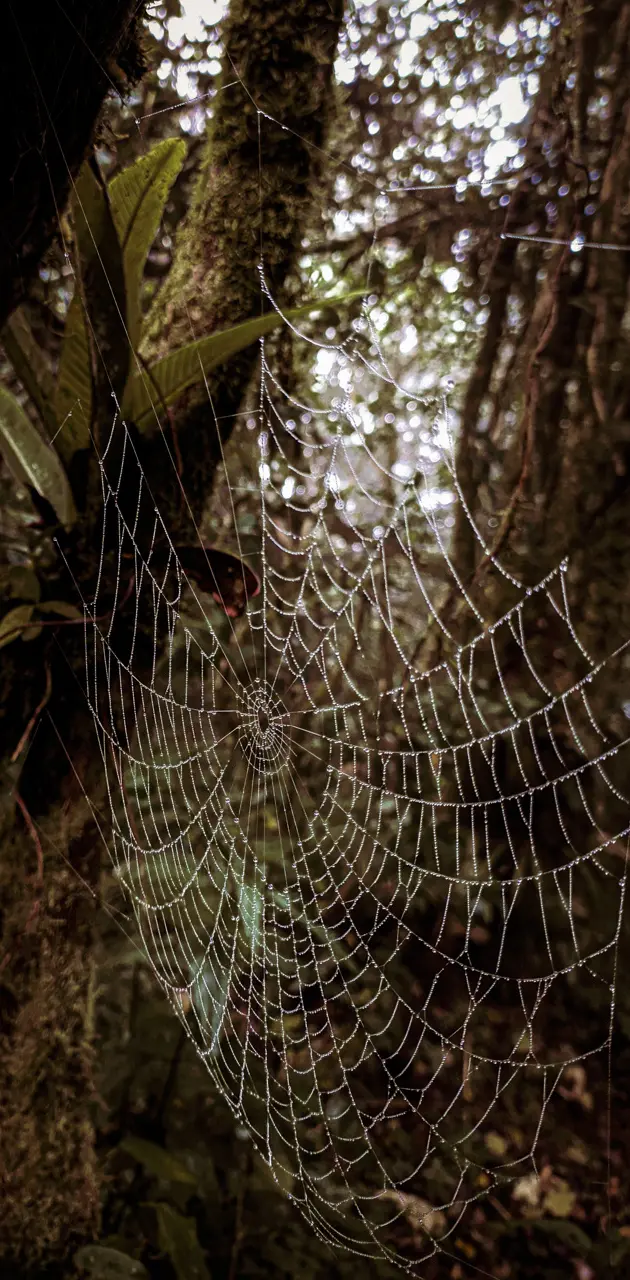Spiderweb forest