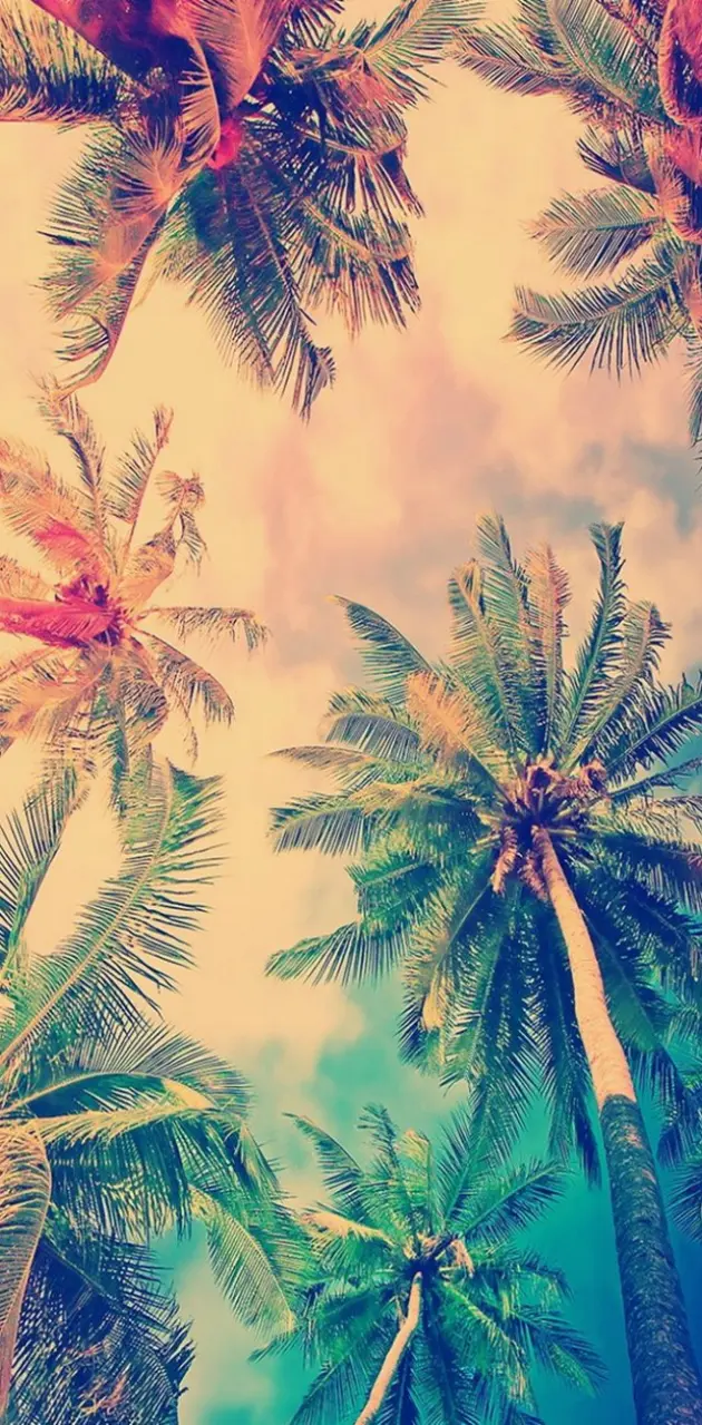 Palm Trees Summer