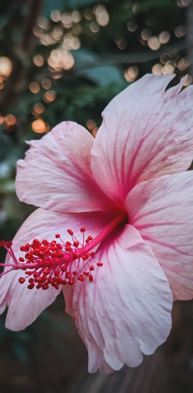 Anderson Hibiscus