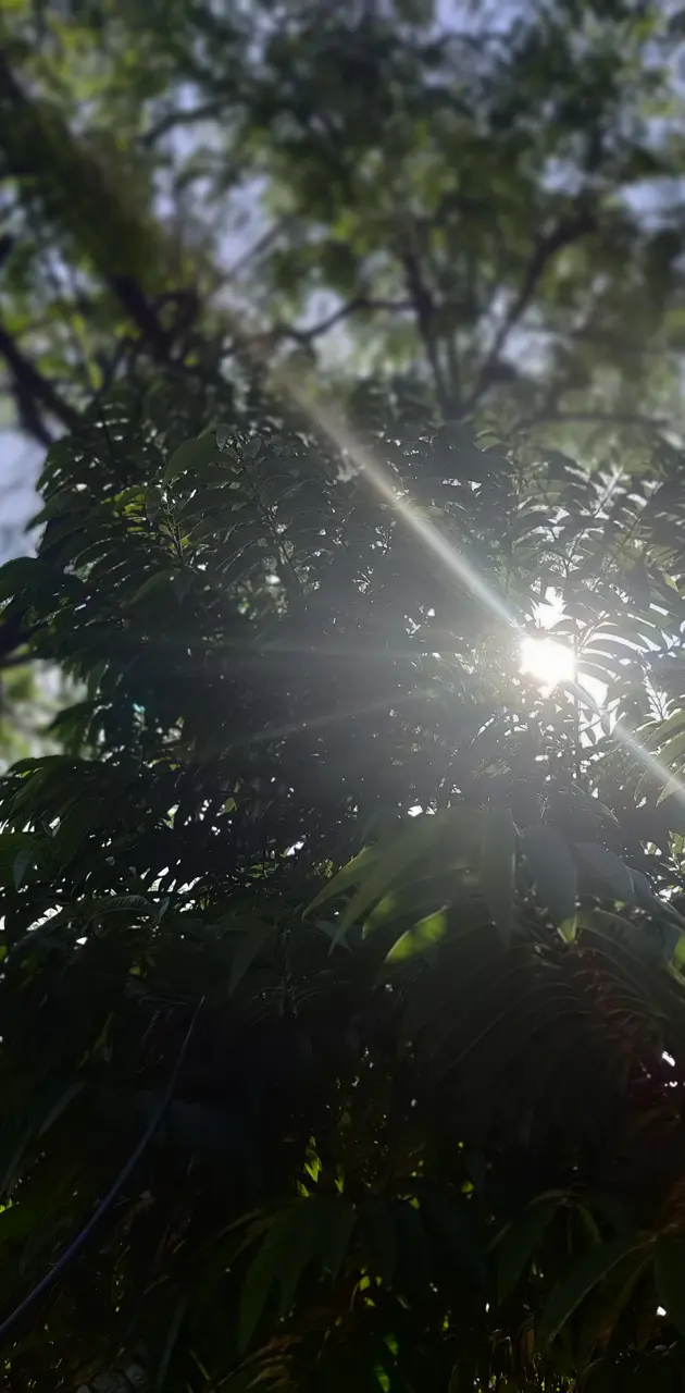 Tree Sun