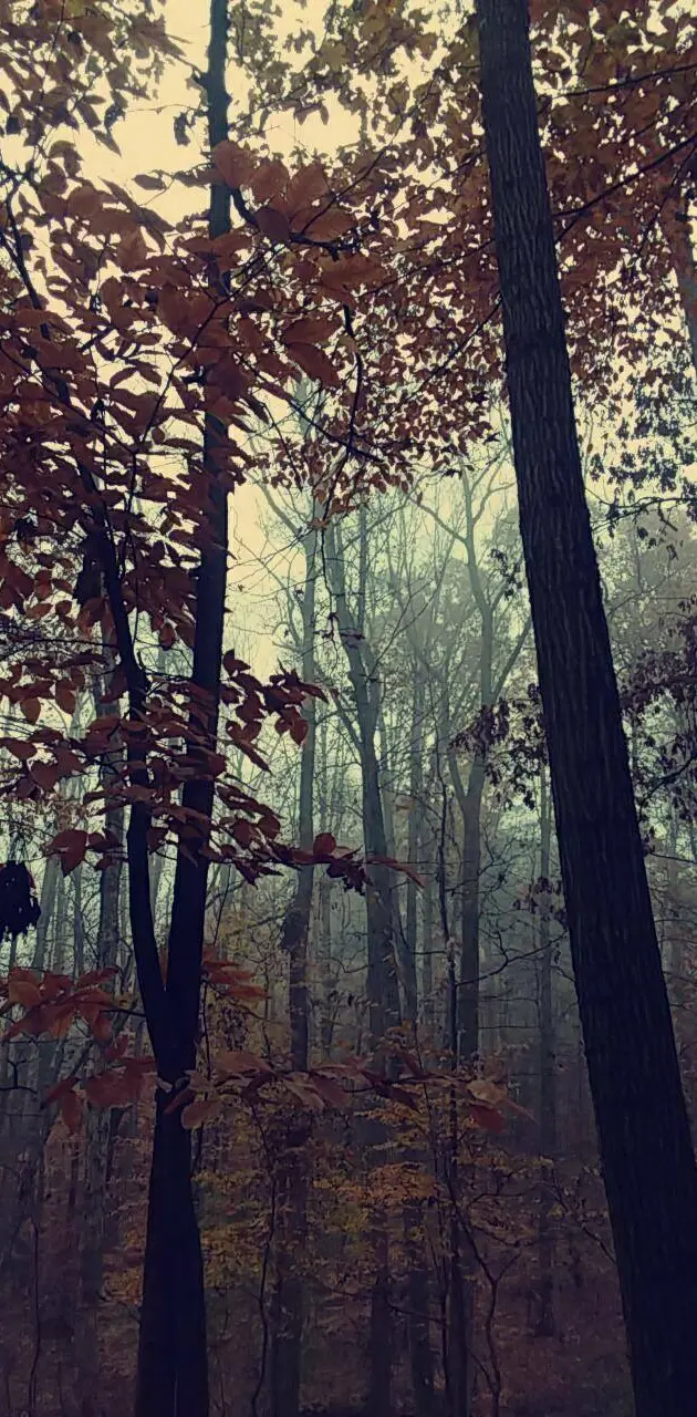 Georgia woods