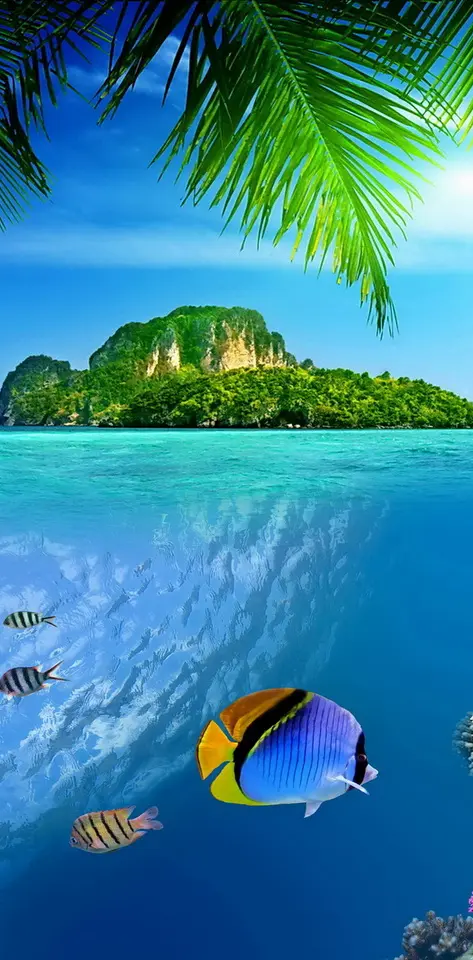 Tropical Reef