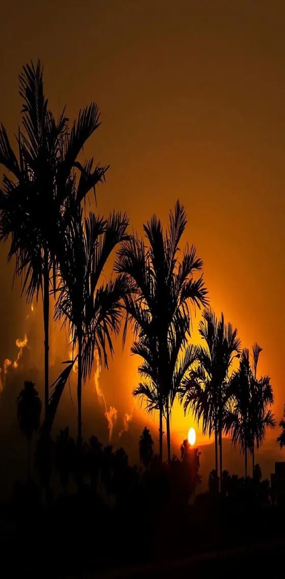 Sunset Tropics