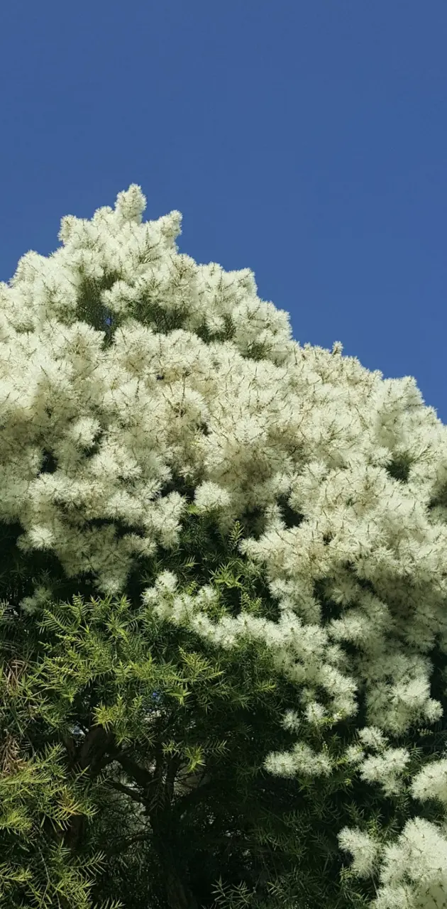 Melaleuca tree
