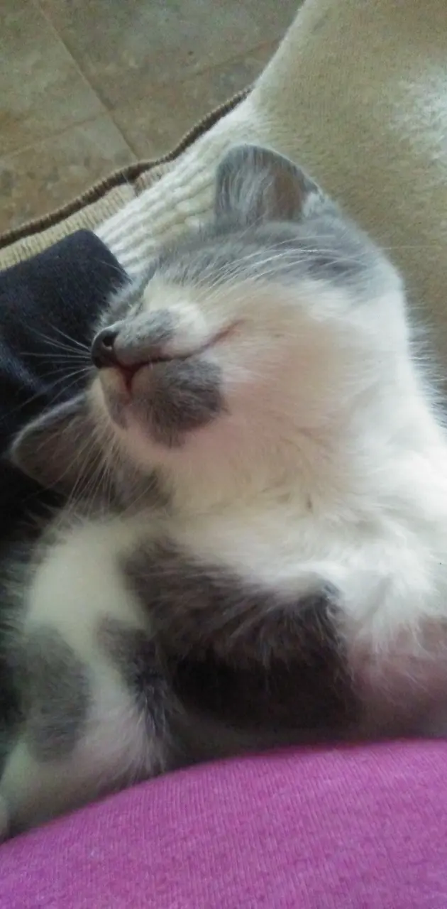 Lazy kitten gray
