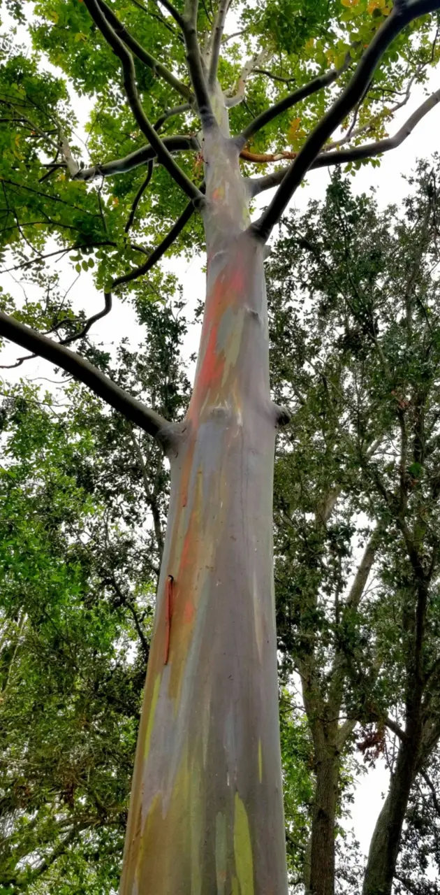 RainbowEucalyptusTree