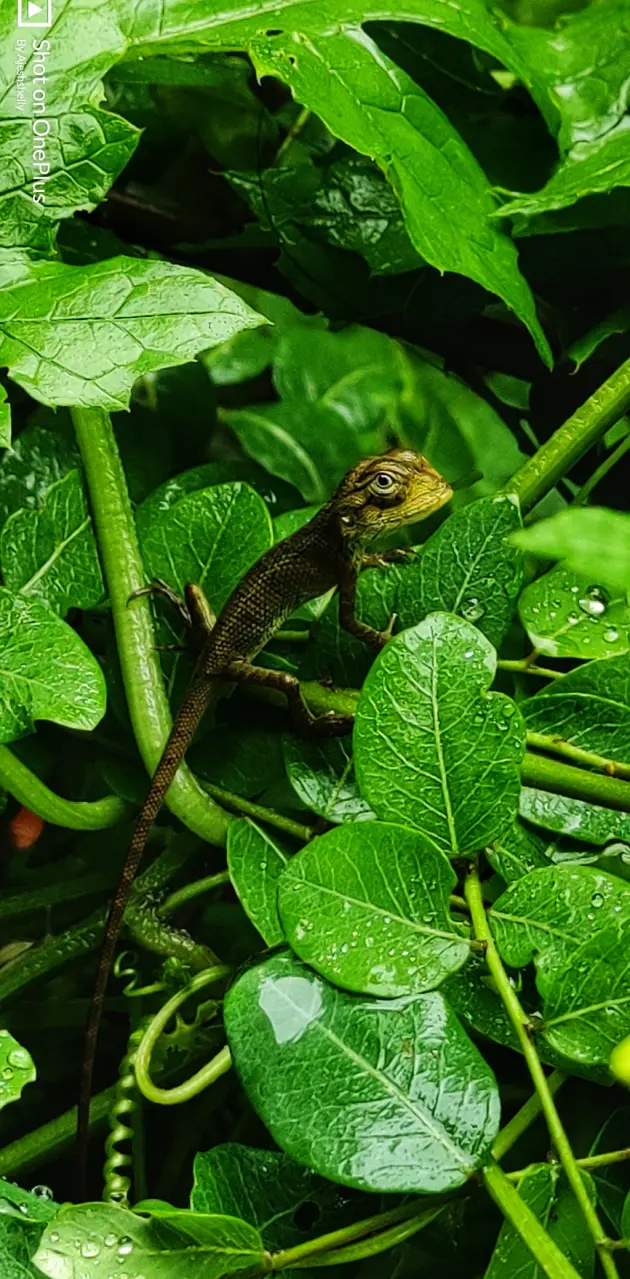 Nature_Lizard