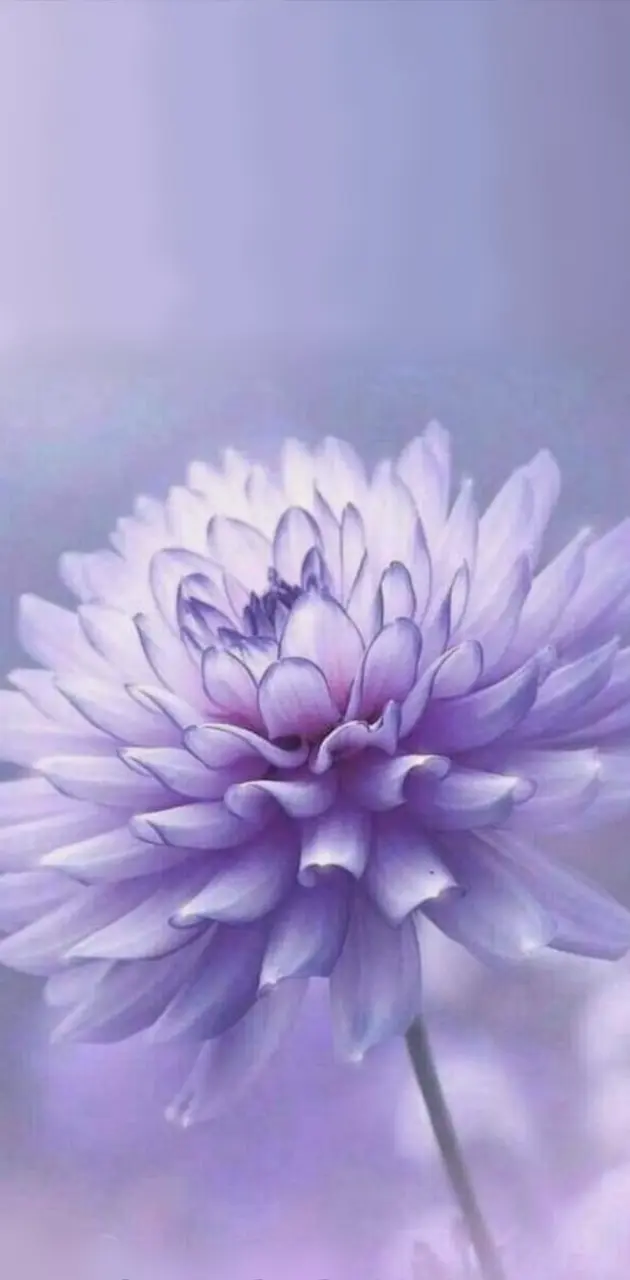 Sofy purple flower