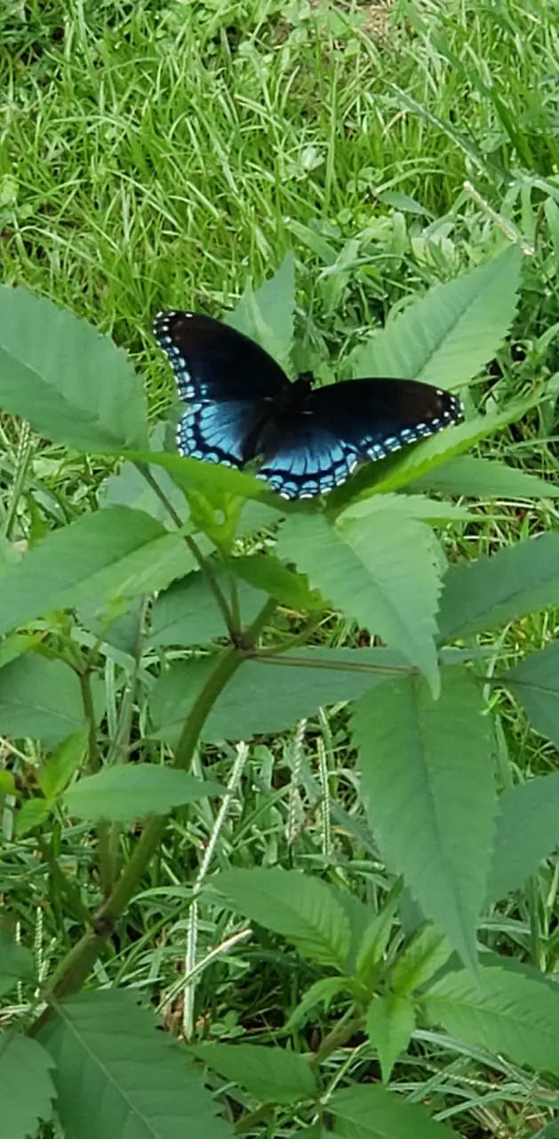 Turquoise butterfly 