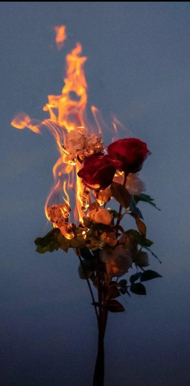 Fire rose