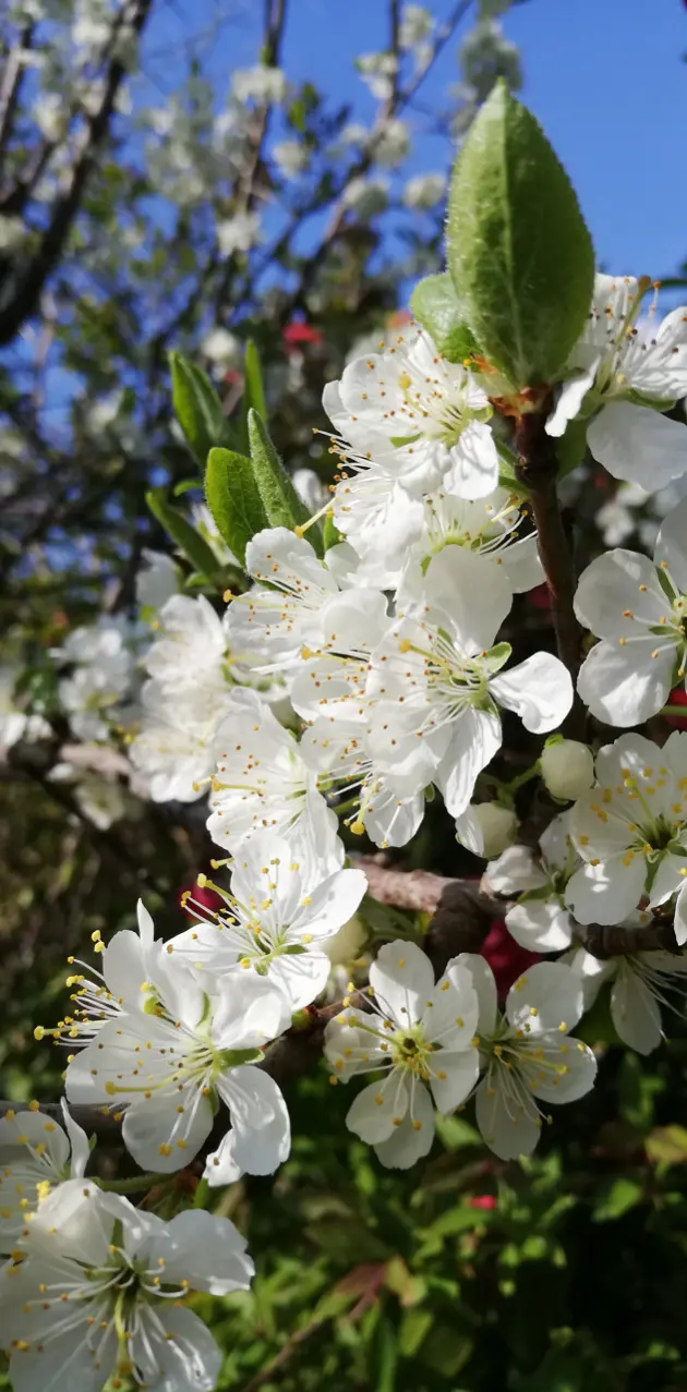 Plum blossom 2 