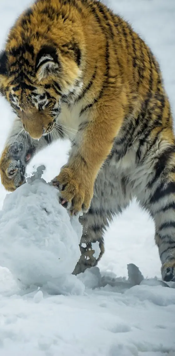 Snowy Tiger