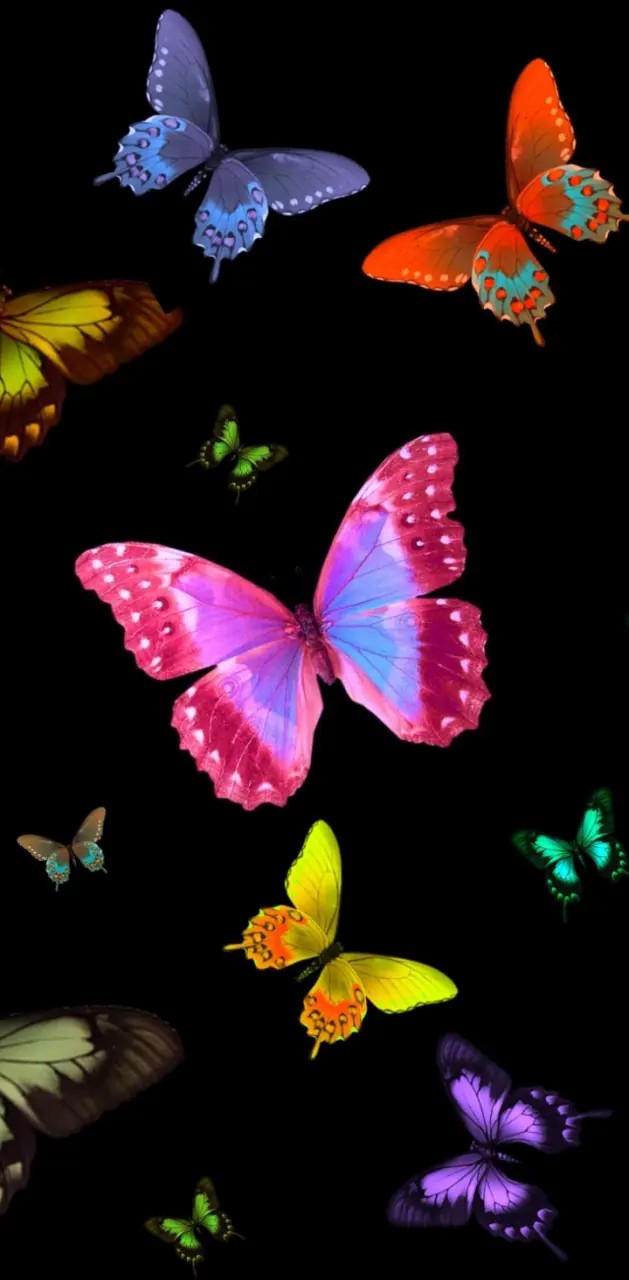 Bela butterflies 