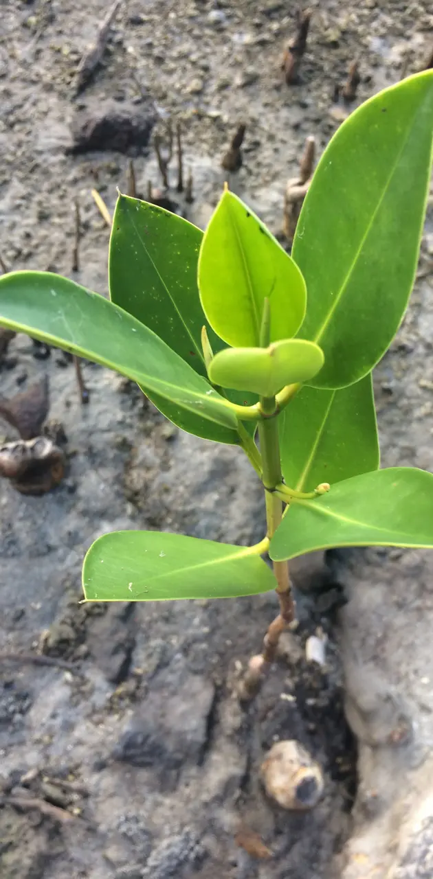 young mangrove tree