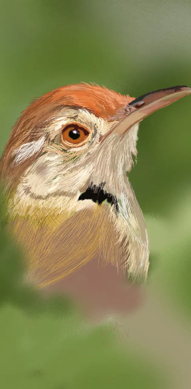 Common Tailor Bird