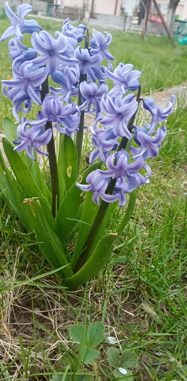 Purple 💜 flowers