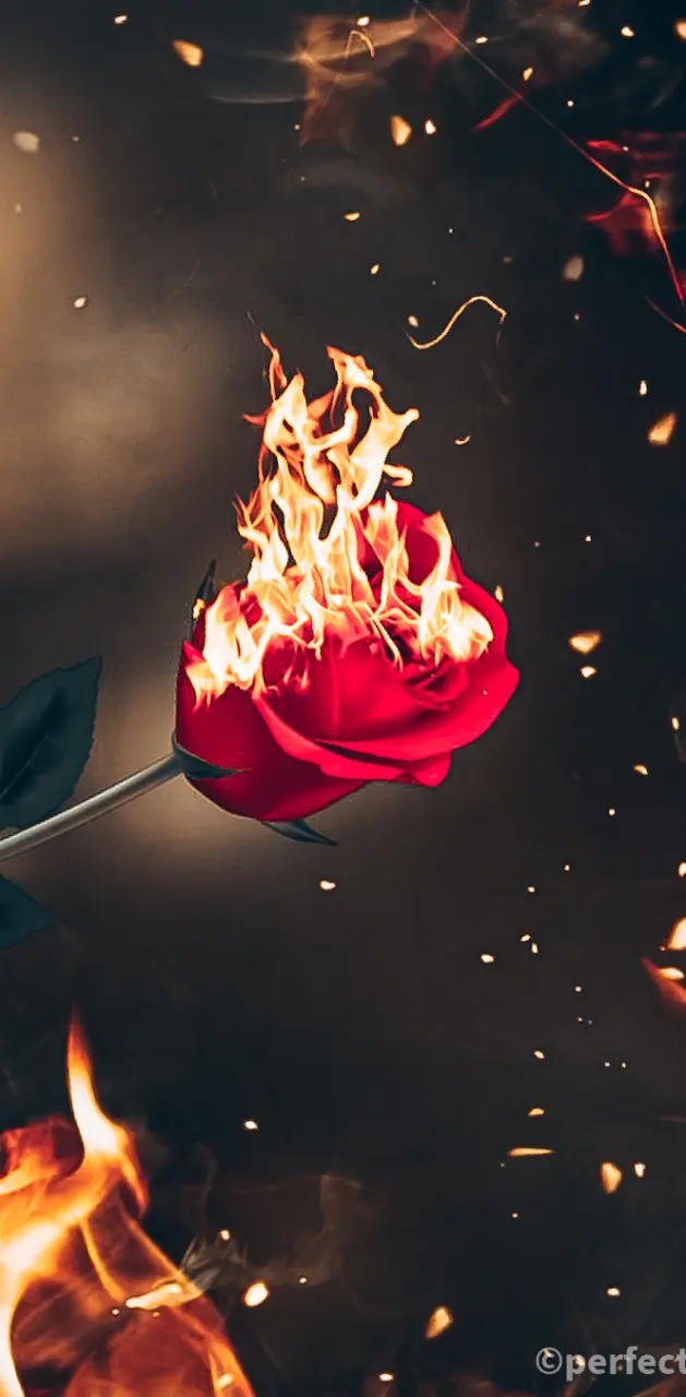 Burning rose