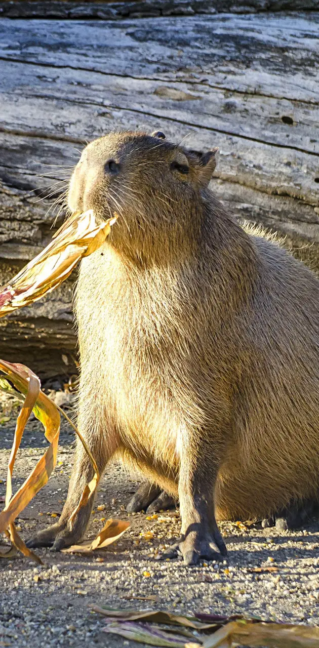 Capibara șef