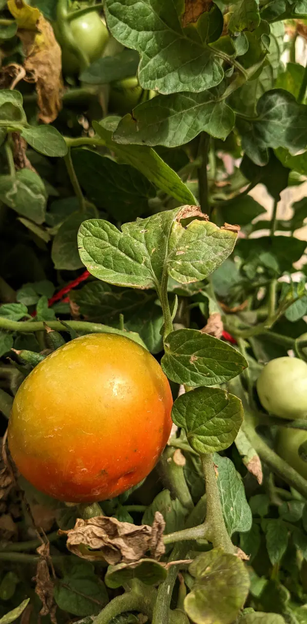 Unripe Tomatoes 