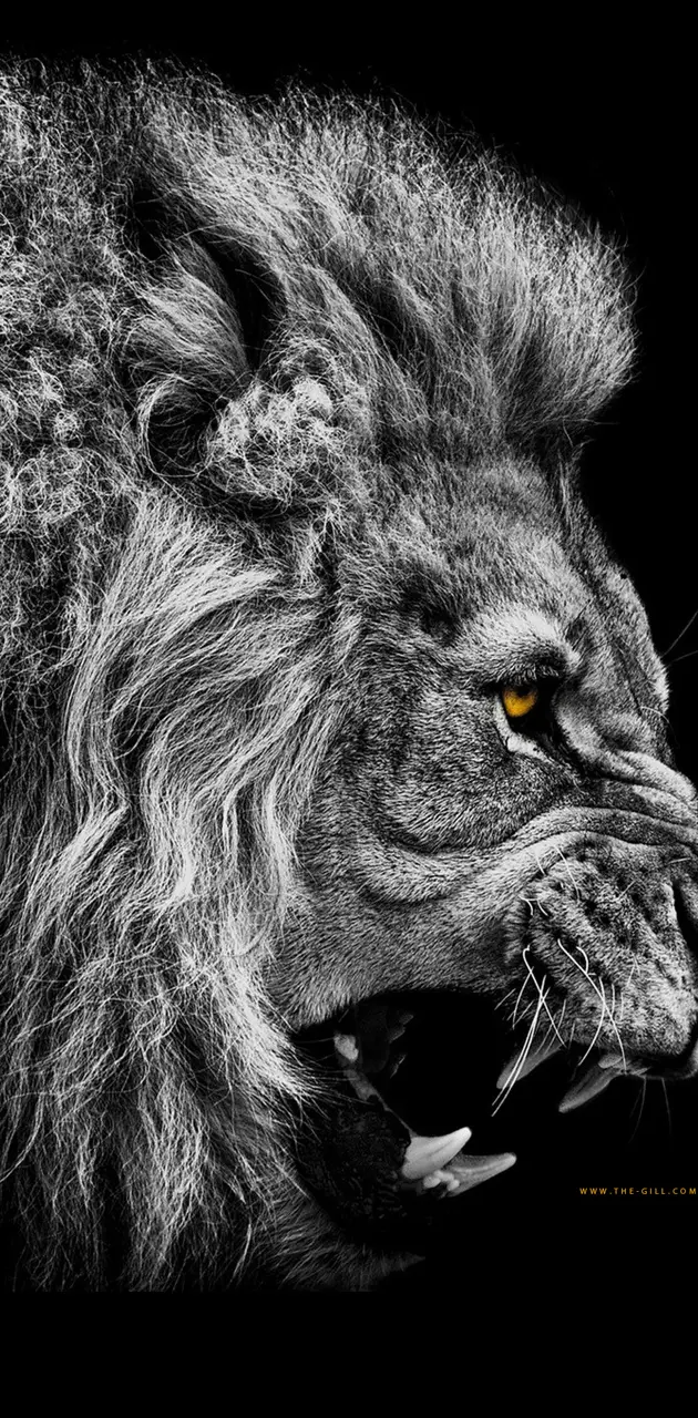 Lion - No Fear