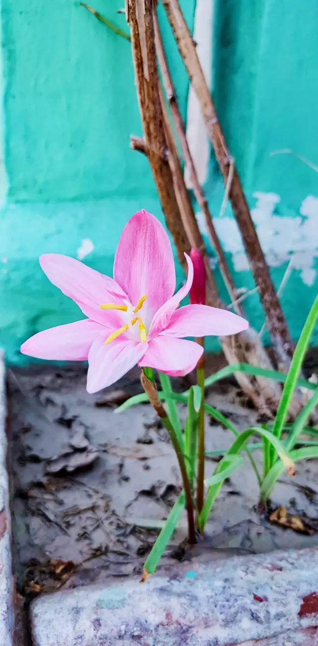 Tulip flowers