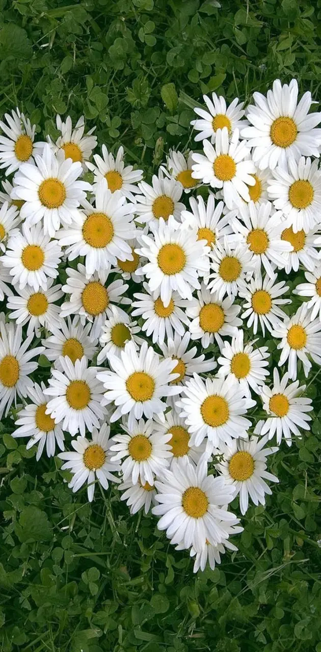 White daisy of luv