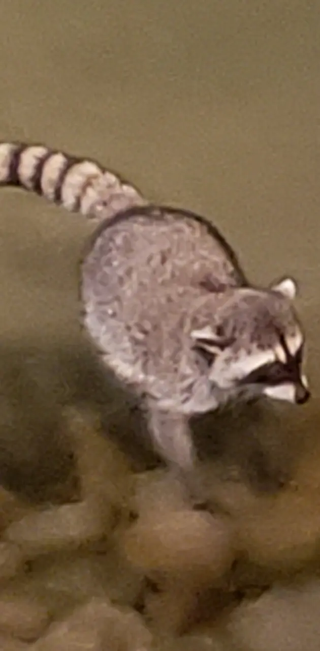 Raccoon on the river
