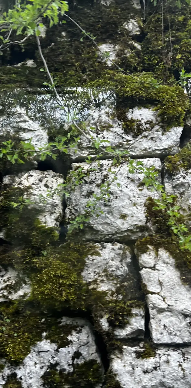 Rocks and moss