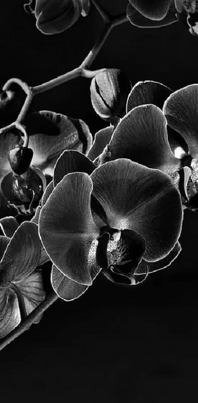 Black Orchids