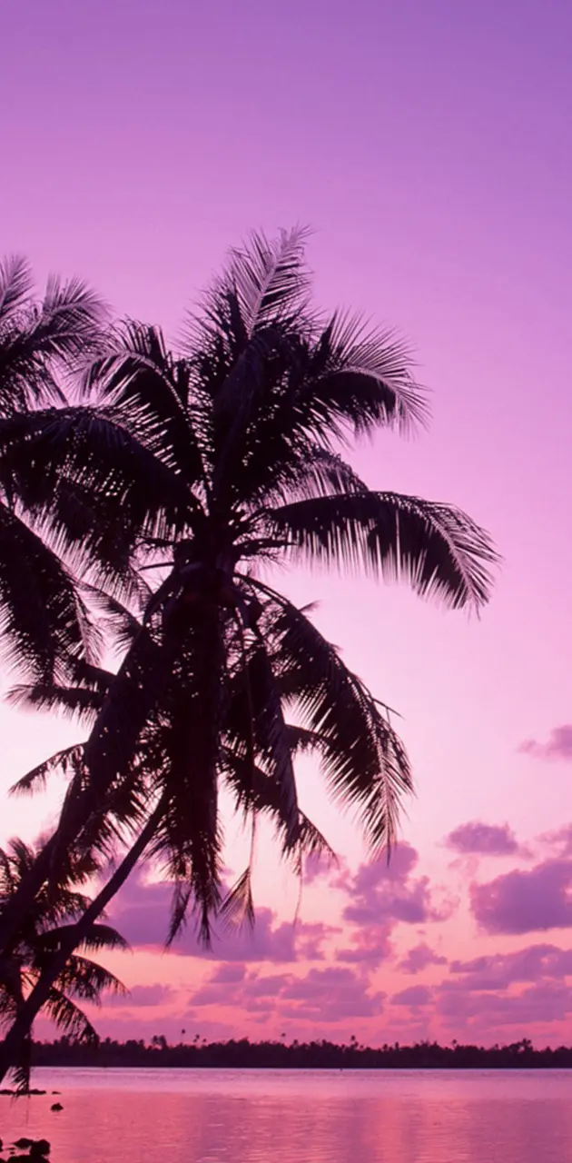 pink palms