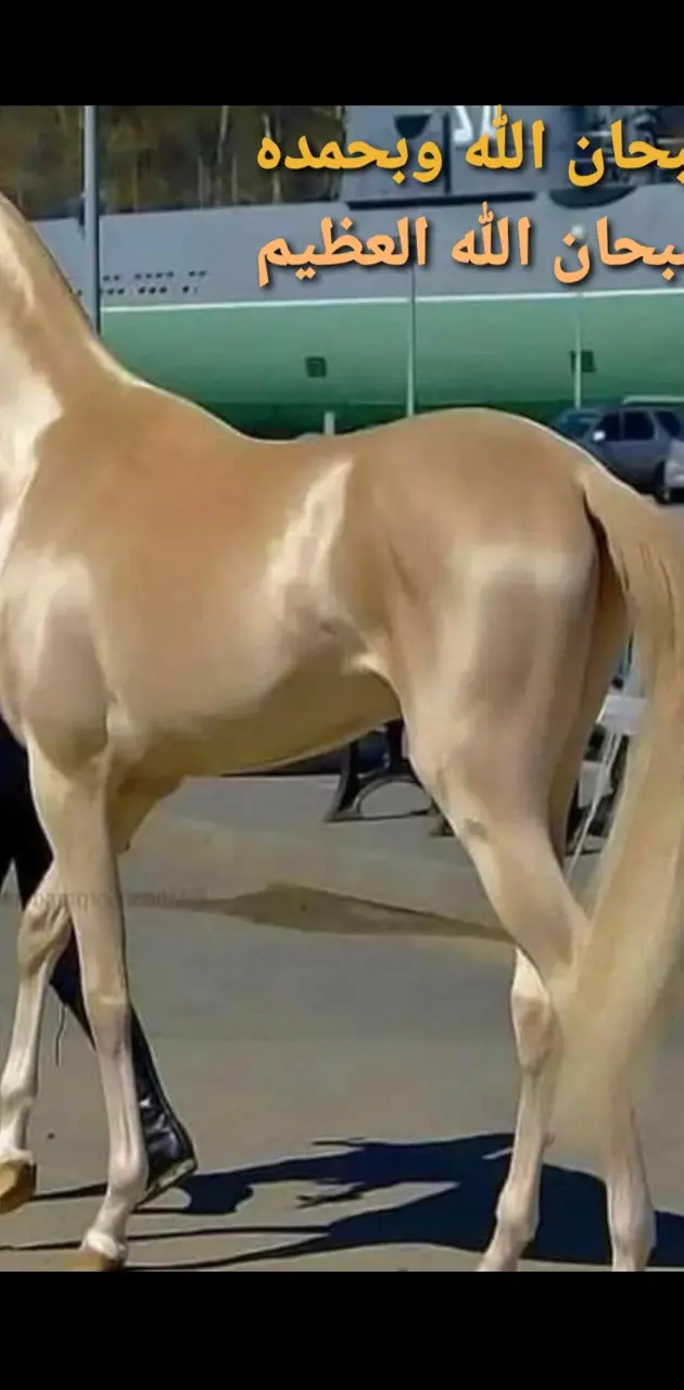 0 golden horse