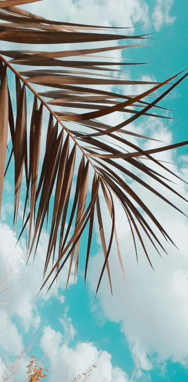 Best Palm sky