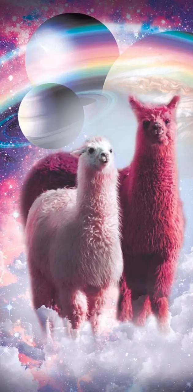 Llamas in space 