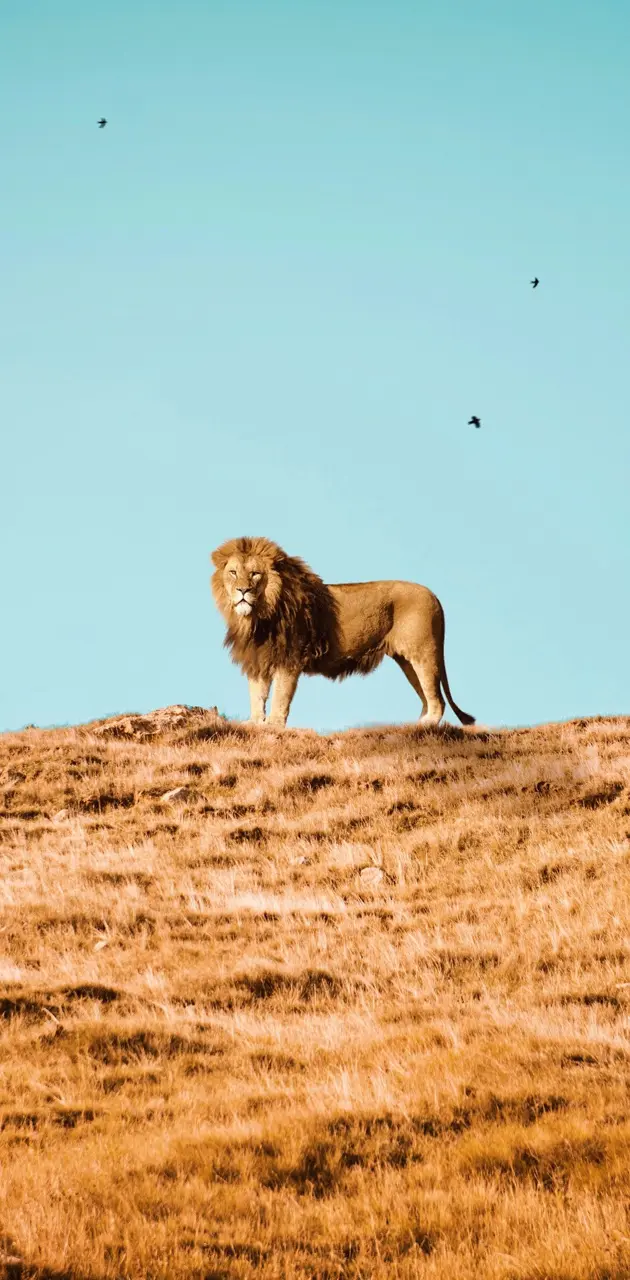 Lion on the hill