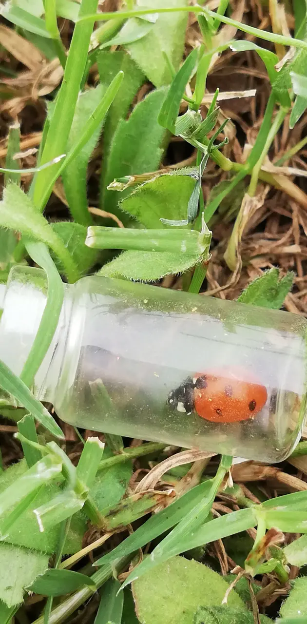Ladybird nature