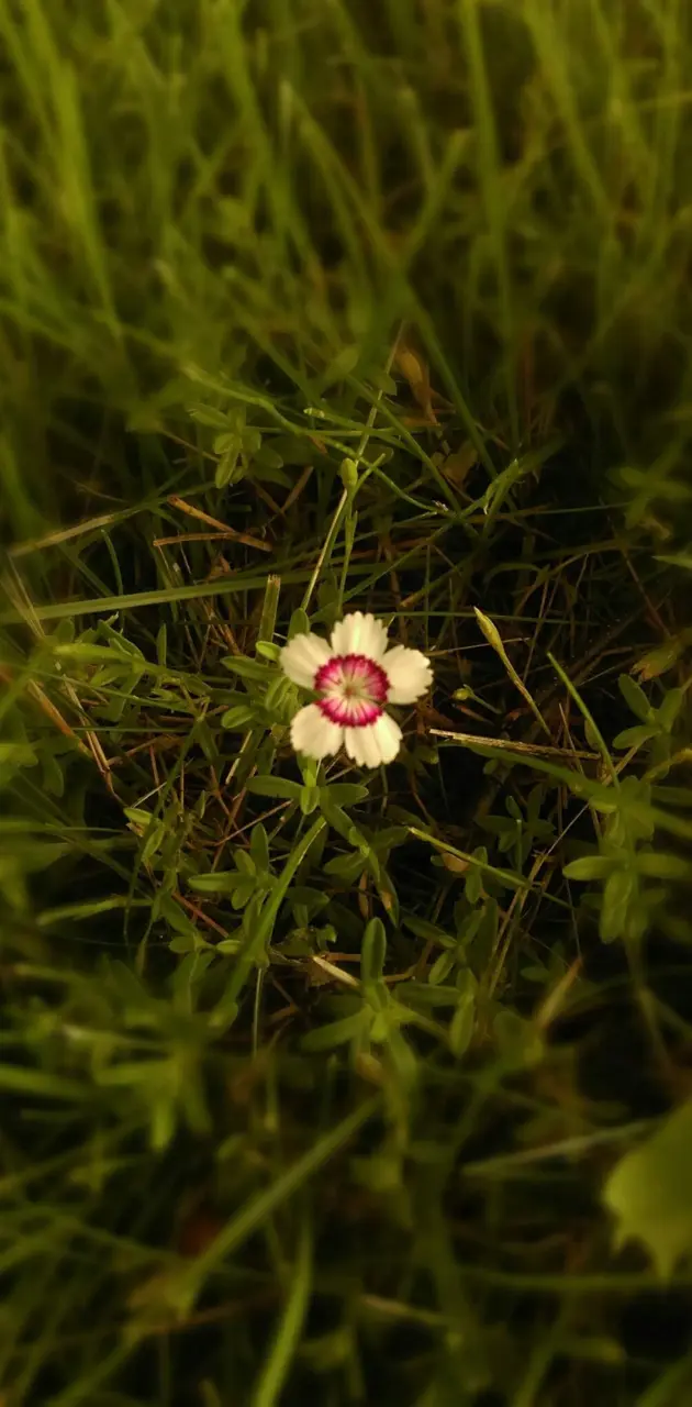 Tiny flower
